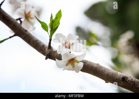 Fleurs blanches sur Almond tree branch. Arbre fruitier sur le printemps. Arrière-plan flou, vue en gros avec plus de détails. Banque D'Images