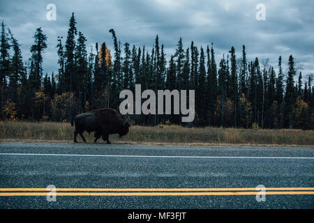 Le Canada, la Colombie-Britannique, Rocheuses du Nord, Route de l'Alaska, le bison à la route de marche Banque D'Images