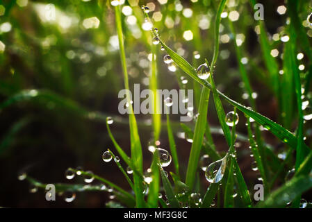 Goutte de rosée suspendue à Green grass blades Banque D'Images