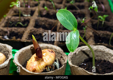 Semis d'une plante dicotylédone et ampoule en germination d'un glaïeul dans un pots de tourbe sur un rebord de fenêtre libre dans le contexte des semis d'autres trouble Banque D'Images