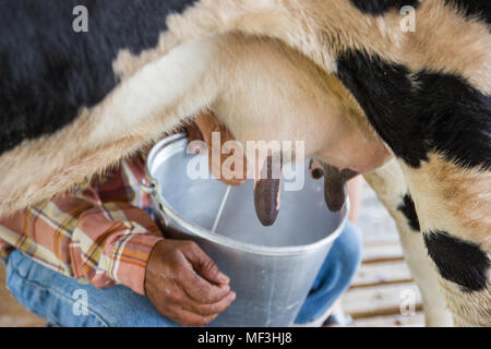 Motion image - homme part traire une vache à la main, vache debout dans le corral, ferme laitière de la Thaïlande. Banque D'Images