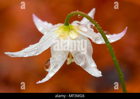 Lily Avalanche avec gouttes le long sentier indien pionnier, forêt nationale de Siuslaw, Oregon Banque D'Images