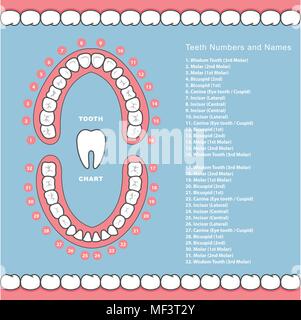 Tableau de la dent avec des noms - soins dentaires, les dents de la mâchoire en infographies Illustration de Vecteur