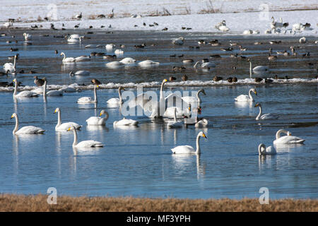 Avis d'un grand rassemblement, lieu de repos pour les migrations d'oiseaux en avril et mai. Piscines et de prairies. Encore un peu de neige. Banque D'Images