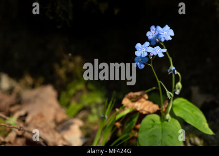 Omphalodes verna navelwort rampant dans les bois. Banque D'Images