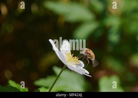 La succion de l'Abeille du nectar de fleur Anemone nemorosa près de la forêt. Banque D'Images