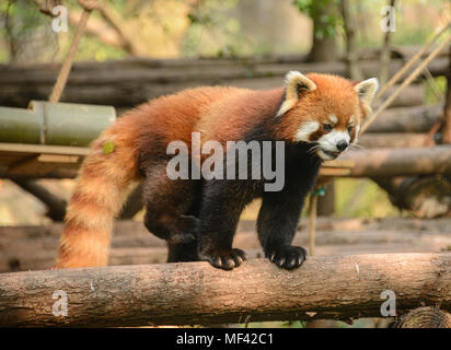 Le panda rouge à la base de recherche de Chengdu Panda Géant se reproduisent dans Chengdu, Sichuan, Chine Banque D'Images