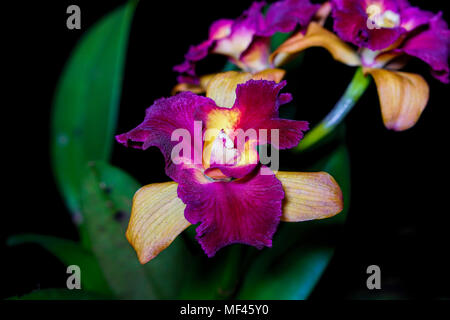 Macro photo d'Orchidée dendrobium mauve sur fond noir Banque D'Images