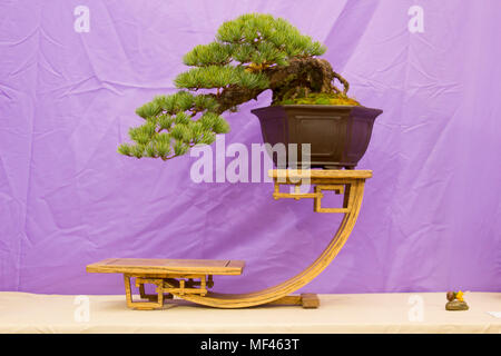 Pin blanc du Japon Cascade semi Bonsai dans la formation en Irlande du Nord et à l'affiche au festival du printemps à Belfast, en avril 201 Barnetts Demesne Banque D'Images