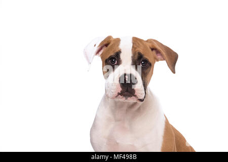 Portrait isolé d'un chiot Bull dog américain Banque D'Images