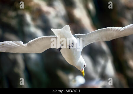 Art de vol, maîtrise de l'avion. Dans la circulation de l'air ascendant. Seagull (Rissa tridactyla) essaye de rester sur place, s'interrompt sur le terrain, les plans et les luttes avec s Banque D'Images