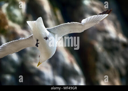 Art de vol, maîtrise de l'avion. Dans la circulation de l'air ascendant. Seagull (Rissa tridactyla) essaye de rester sur place, s'interrompt sur le terrain, les plans et les luttes avec s Banque D'Images