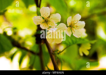 Fleurs blanches au printemps Banque D'Images