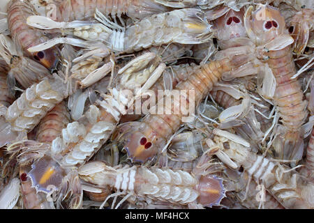'Cicale di Mare' alias sauterelle la mer - Spot-queue (crevette Mantis Squilla mantis) à vendre à Essaoiura, Maroc Banque D'Images