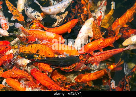 Fantaisie colorés poissons carpe, poisson koi Banque D'Images