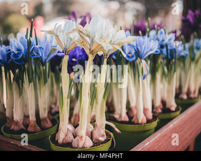 Groupe de vases de vert et blanc violet iris fleurs avec des tiges et bulbes, l'arrière-plan flou Banque D'Images