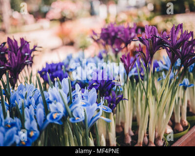 Groupe de violet et bleu iris fleurs avec des tiges et bulbes, l'arrière-plan flou Banque D'Images