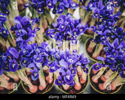 Groupe d'iris fleurs pourpre avec des tiges et des bulbes, à partir de la vue ci-dessus, filtre à chaud Banque D'Images