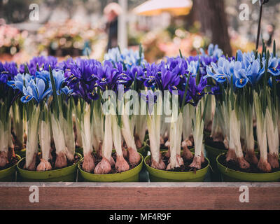 Groupe de vases vert d'iris fleurs pourpre avec des tiges et bulbes, l'arrière-plan flou Banque D'Images