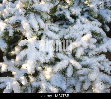 La neige sur les branches de l'épinette dans le soleil, close-up Banque D'Images