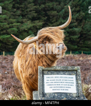 Glen Highland cattle Rushen sur l'île de Man Banque D'Images