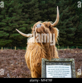 Glen Highland cattle Rushen sur l'île de Man Banque D'Images