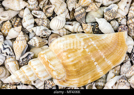 Les éléments de la vie marine. l'arrière-plan les coquillages de taille différente. macro-vision Banque D'Images