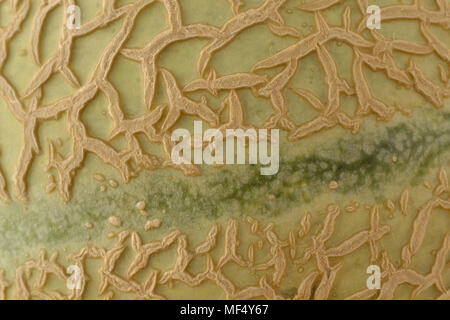 La peau du melon - macro Texture background