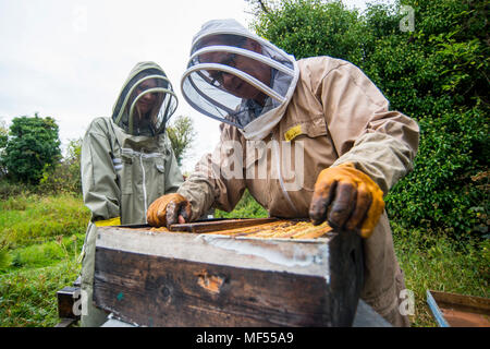 L'apiculteur David Wainwright enseigne l'art de l'apiculture à son apprenti Gruff Tomas et journaliste Amy Jones. Banque D'Images