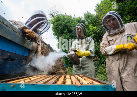L'apiculteur David Wainwright enseigne l'art de l'apiculture à son apprenti Gruff Tomas et journaliste Amy Jones. Banque D'Images
