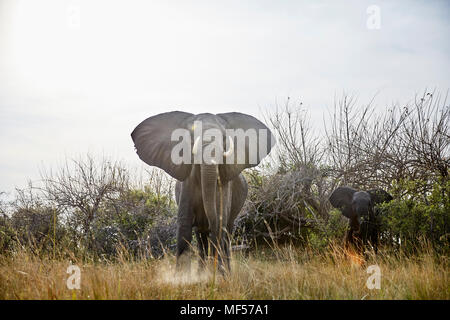 La Namibie, l'éléphant, la vache de Caprivi en attitude défensive, jeune animal dans l'arrière-plan Banque D'Images