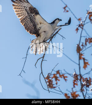 osprey volant avec une branche d'arbre dans ses griffes Banque D'Images