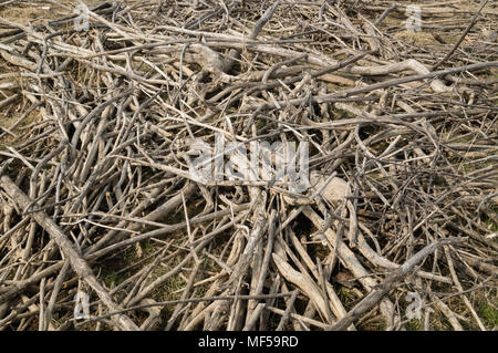 Tas de branches et de racines d'arbres sur les rives du lac après la crue du printemps est posé à plat Banque D'Images