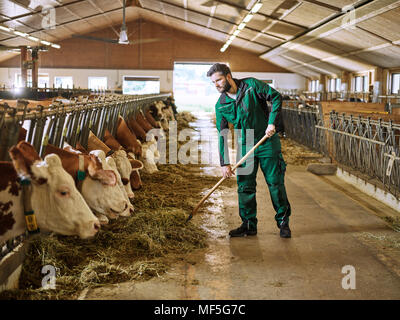 L'alimentation des vaches en agriculteur stable sur une ferme Banque D'Images