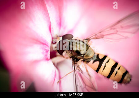 Hoverfly, Syrphidae sur blossom Banque D'Images