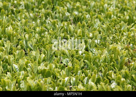 Champ de thé vert dans l'île de Jeju, Corée du Sud Banque D'Images