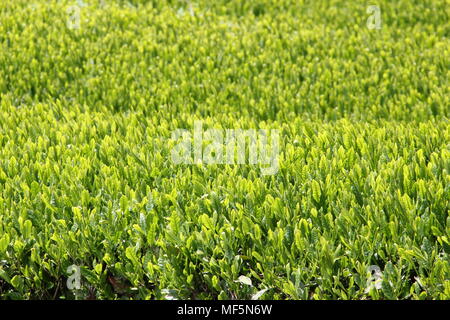 Champ de thé vert dans l'île de Jeju, Corée du Sud Banque D'Images