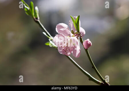 Nectarine Blossom Banque D'Images