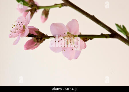 Nectarine Blossom Banque D'Images