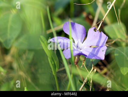 Violet macro photo. Violette fleur forêt close-up. Photo macro d'une fleur forêt Viola odorata. Une photo de fleurs de forêt sur une clairière, un jour ensoleillé Banque D'Images