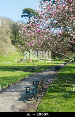 Un Chinois Magnolia Magnolia x soulangeana floraison dans le prestigieux Trenance Gardens à Newquay Cornwall. Banque D'Images