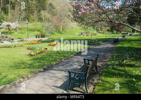 Un Chinois Magnolia Magnolia x soulangeana floraison dans le prestigieux Trenance Gardens à Newquay Cornwall. Banque D'Images