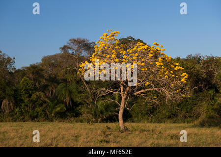 Un arbre en fleurs de couleur jaune Tabebuia Sud Pantanal Banque D'Images