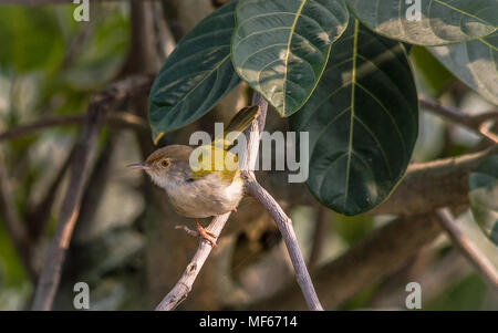 Sur mesure ( oiseaux communs Orthotomus sutorius ) maintenant sur d'une branche d'un arbre Banque D'Images