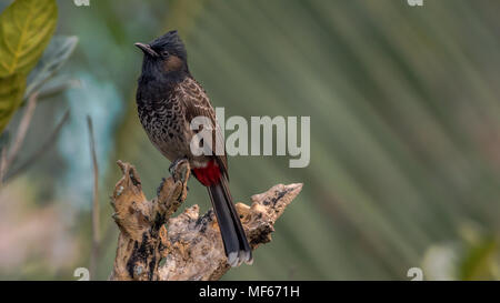 Un évent rouge Bulbul Pycnonotus cafer) (assis sur une branche d'un arbre Banque D'Images