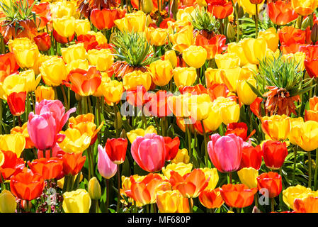 Couleurs chaudes de l'un des lits de tulipes pendant le Festival de la tulipe au château d'Arundel. photo ©Julia Claxton Banque D'Images