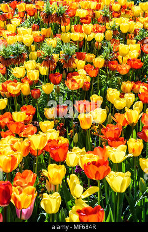 Couleurs chaudes de l'un des lits de tulipes pendant le Festival de la tulipe au château d'Arundel. photo ©Julia Claxton Banque D'Images