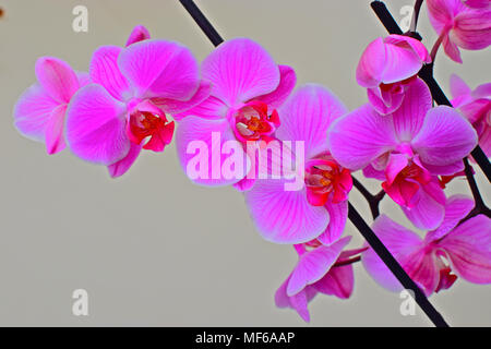 British-orchidée Phalaenopsis rose vif, cultivé sur un fond gris Banque D'Images