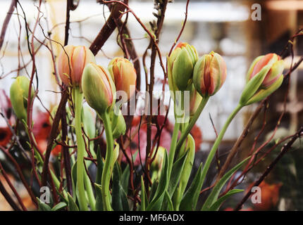Bouquet de tulipes avec des branches de saule au printemps. Banque D'Images