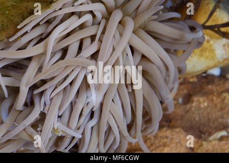 Snakelock Anemone dans un environnement d'Estran Rockpool. Macro Photo. Ladram Bay, à l'est du Devon, Royaume-Uni. Avril, 2018. Banque D'Images